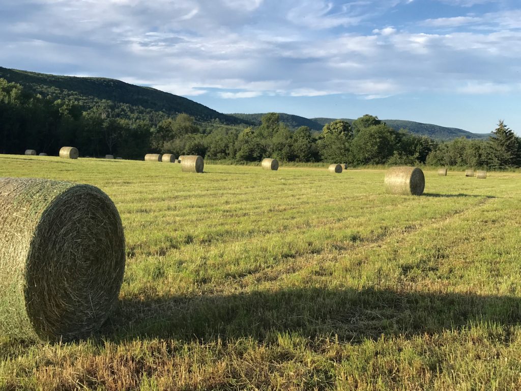 Nova Scotia hay field and north mountain